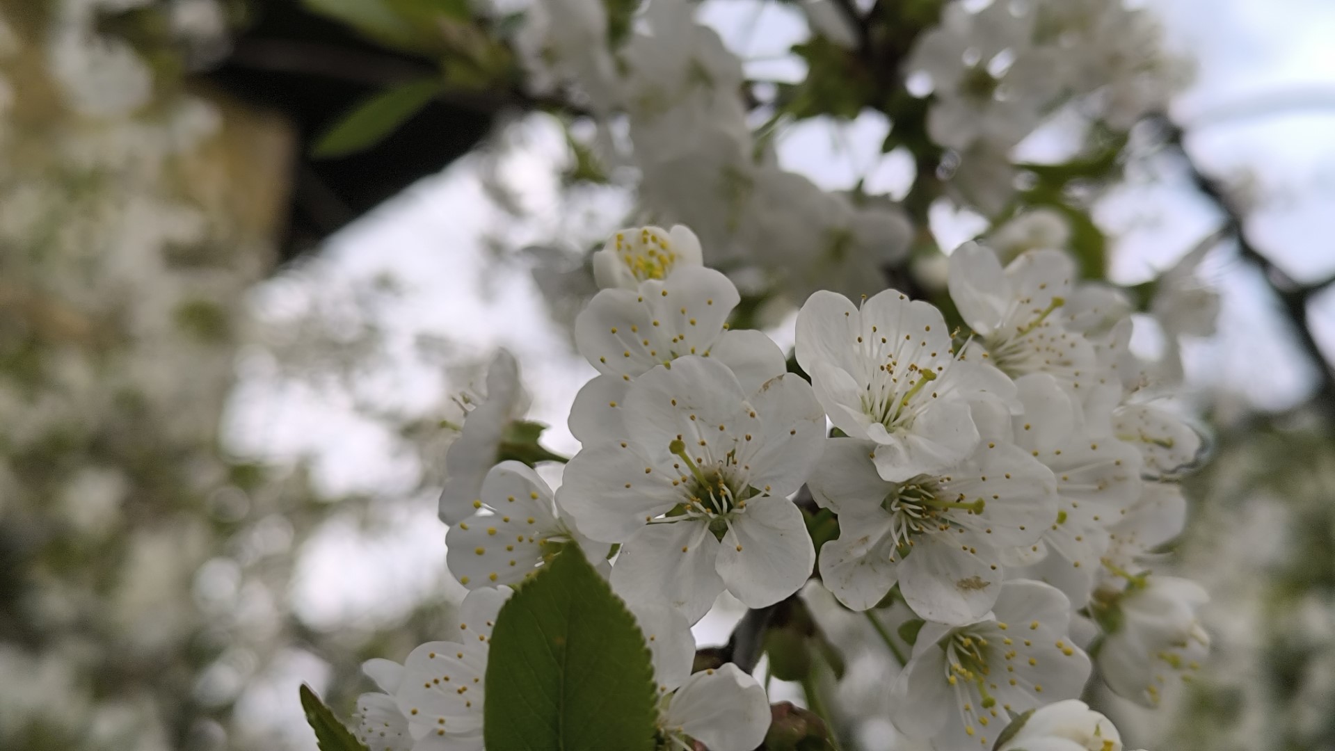 Up close photo of blossoming cherry trees